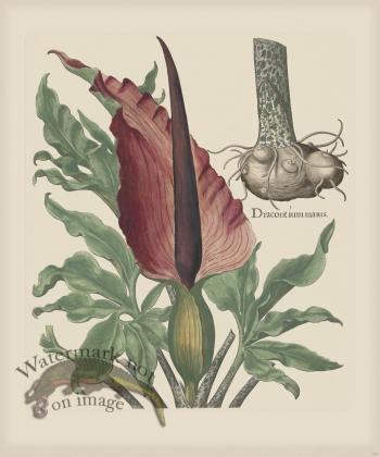 Besler 192 Colored  B2